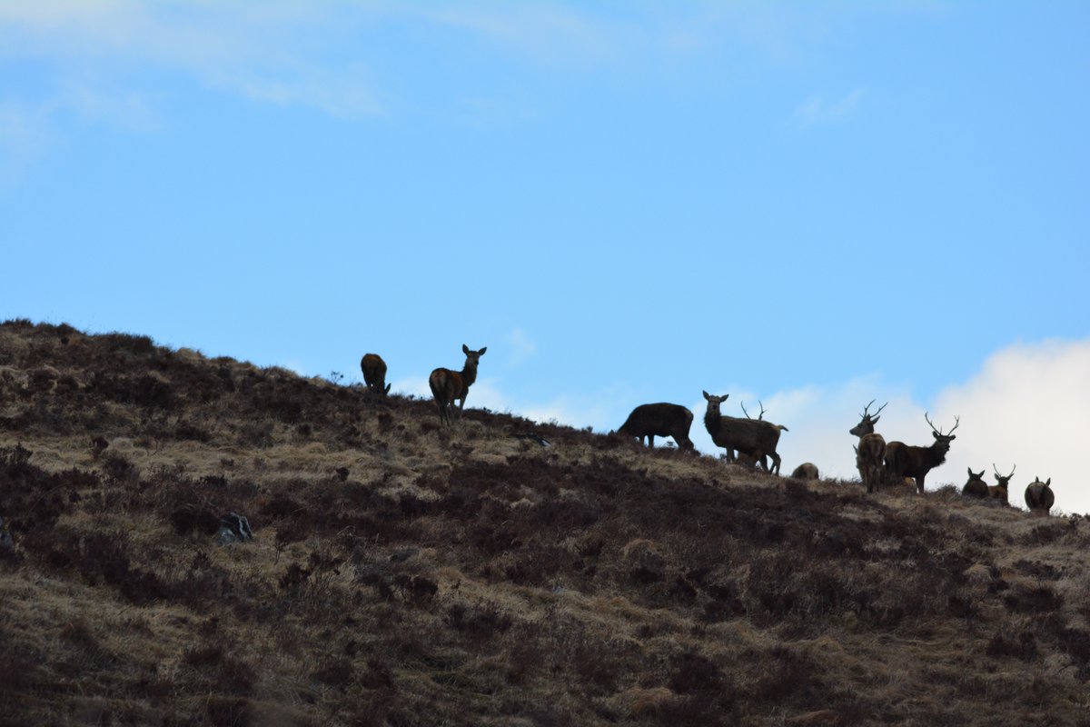 📣 Why the Natural Environment Bill must be fixed

The  Bill proposes substantial changes to deer management, including increased regulatory intervention with little detail on financial incentives for deer managers.

Read more here for BASC's views:
orlo.uk/wphZu