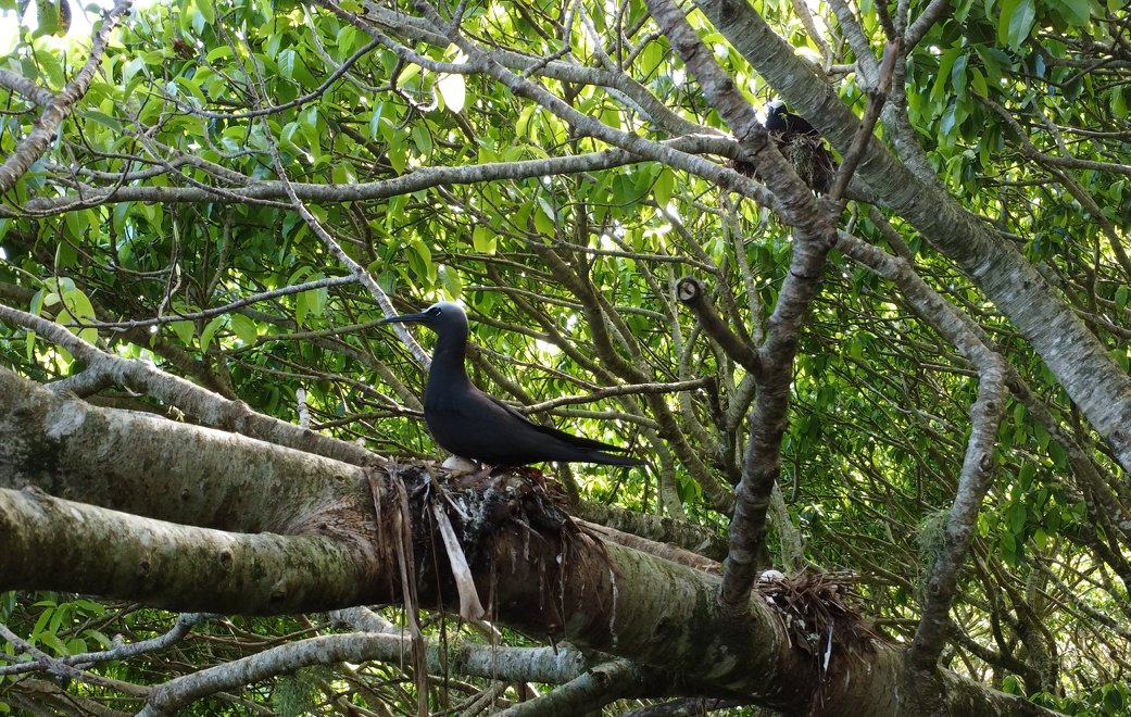 Pitcairn MPA tweet media