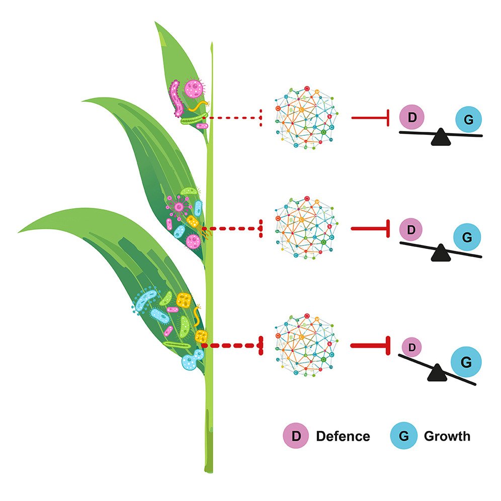 Cell Host & Microbe (@cellhostmicrobe) on Twitter photo Leaf by leaf:
Castrillo lab <a href="/UniofNottingham/">Uni of Nottingham #WeAreUoN</a> reveals microbiota-driven mechanism that requires repression of defense genetic circuit to prioritize leaf growth over defense. Response varies w/leaf age, maintaining developmental progression of each leaf
cell.com/cell-host-micr… Leaf by leaf:
Castrillo lab <a href="/UniofNottingham/">Uni of Nottingham #WeAreUoN</a> reveals microbiota-driven mechanism that requires repression of defense genetic circuit to prioritize leaf growth over defense. Response varies w/leaf age, maintaining developmental progression of each leaf
cell.com/cell-host-micr…
