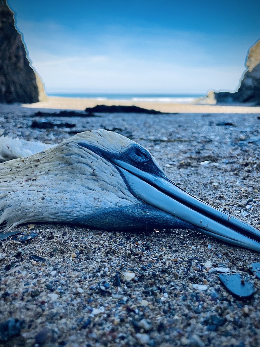We sadly found a pair of dead gannets washed up on Poly Joke beach at the weekend. Reported them to the Cornwall Wildlife Trust’s Marine Strandings Network. Amazing creatures.