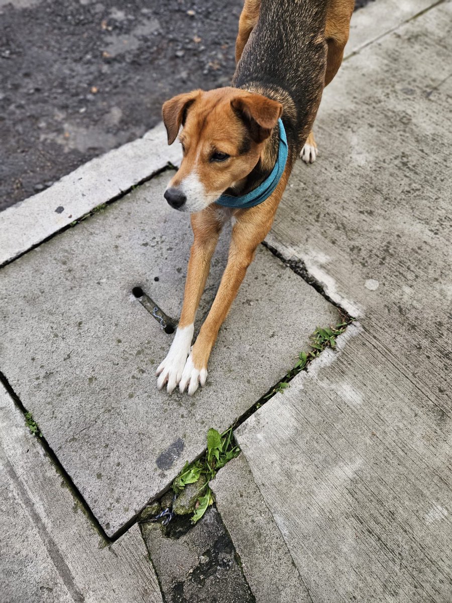 HerediaCarla's tweet photo. ‼️AYUDA RT Quito⚠️Encontramos a un perrito en el Pacari de la Floresta. El señor que cuida los carros nos dijo que está acá hace 2 días 😔. 

Este perrito es sociable, juguetón. No sabemos si está perdido o fue abandonado. 

¿Qué se puede hacer en estos casos? https://t.co/G8fFJ9Lw0Q