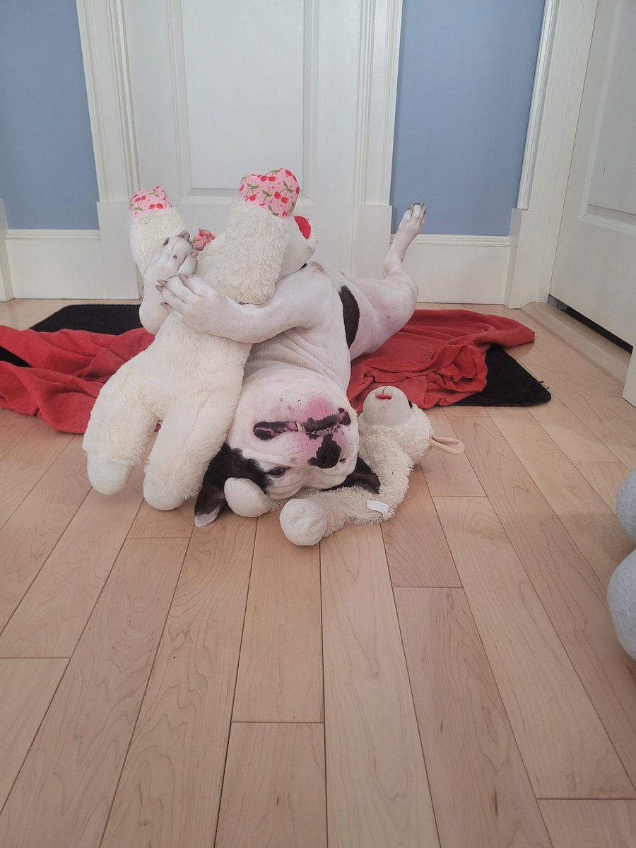When you act tough in public but also need your lamby at home 😂🤣😂