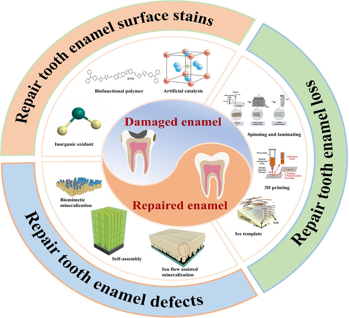 #BMEMat New review🔍
Restoration of human tooth enamel.
<a href="/WileyBiomedical/">Wiley Biomedical Science</a>
PDF👉onlinelibrary.wiley.com/doi/epdf/10.10…