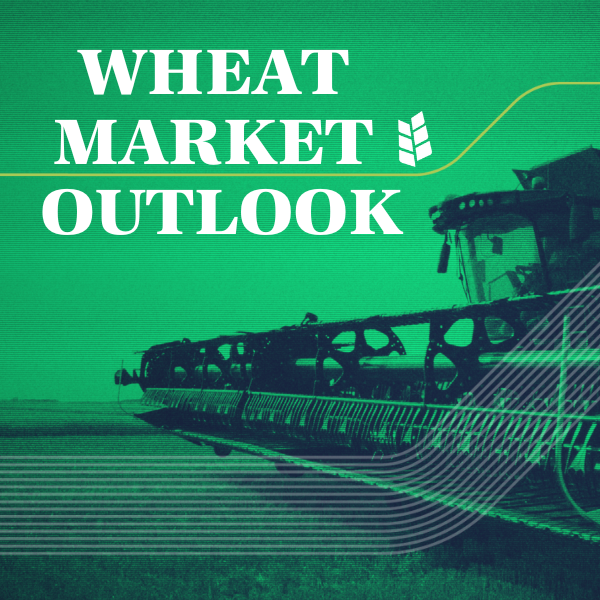 SaskWheat's tweet photo. WEEKLY MARKET OUTLOOK SPECIAL TARIFF REPORT🌾

The ongoing tariff threat from the U.S. has raised many questions regarding the potential impacts to Canadian wheat and durum. This special edition of the Wheat Market Outlook analyzes what the potential impacts are and what farmers need to consider.

Read the full special report on our website:
https://t.co/J0z4VCDB5U