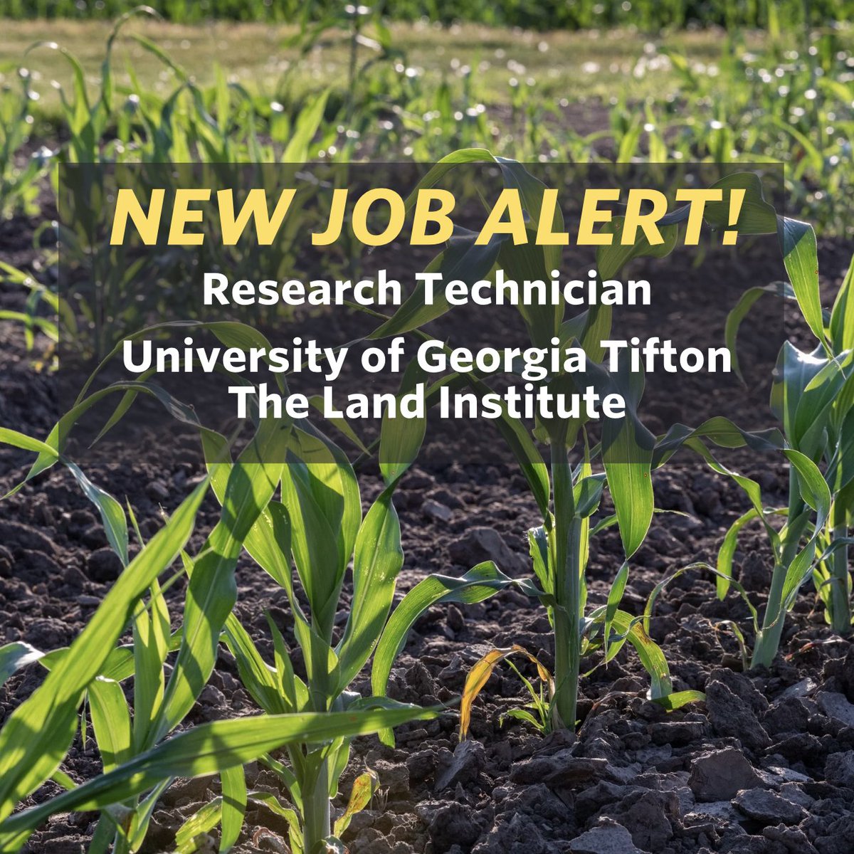NatureAsMeasure's tweet image. The University of Georgia Tifton is searching for a Research Technician in collaboration with The Land Institute to co-support the university’s agricultural commodities research and our research in perennial grain crop development. Learn more and apply: bit.ly/41rJWM6