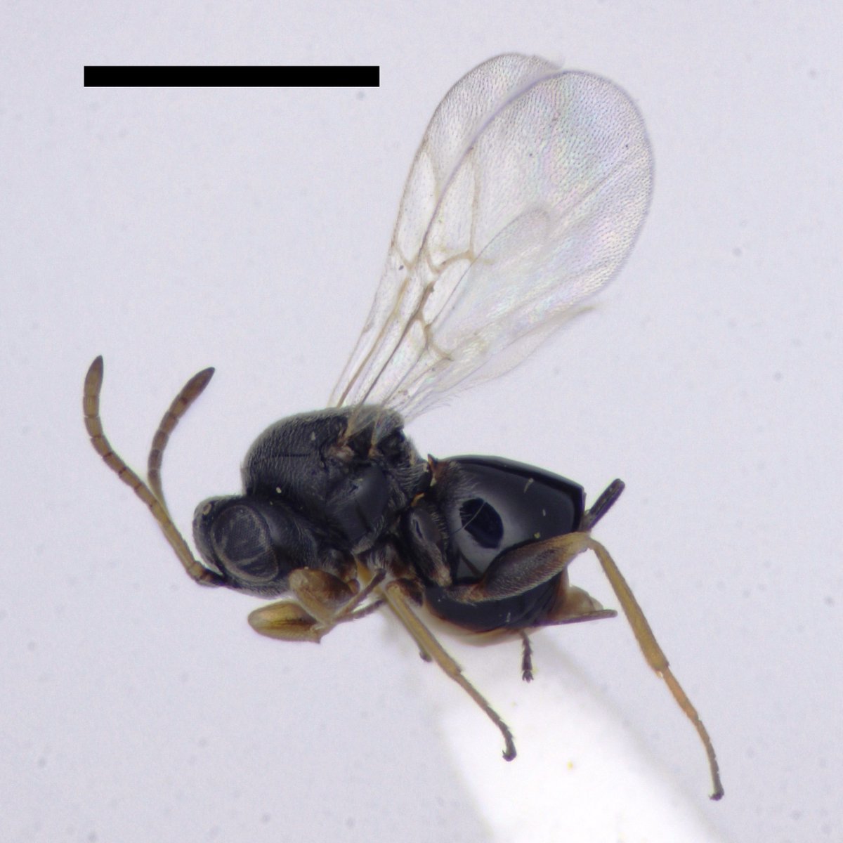 NEW publication! Gall wasps associated with buds of Holm oak Quercus ilex in Britain: Plagiotrochus britaniae new to Britain (Scotland, England &amp; Wales), Saphonecrus barbotini new to Britain and Ceroptres cerri new host record. FREE download here: researchgate.net/publication/38…