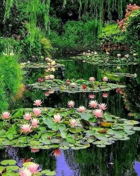 Le merveilleux jardin de Claude Monet, à Giverny France .🇫🇷
