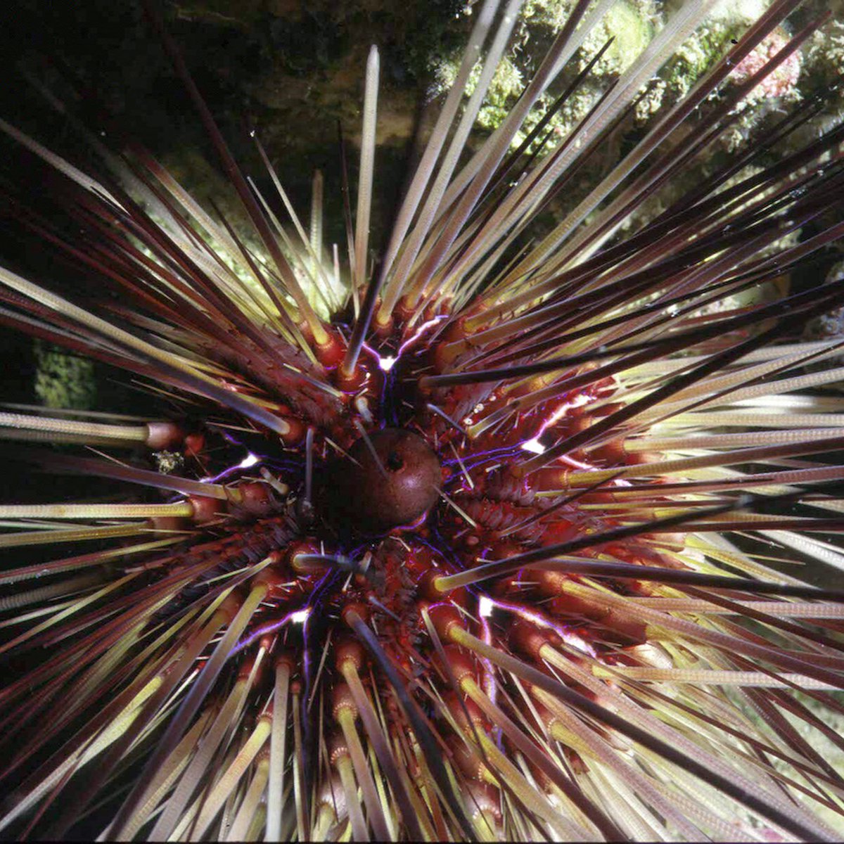 All the stars were out last night (you know, when they usually are), and our #AquademyAwards participants were showing off their finest! From weird to wonderful, we saw them all on the #Reef carpet:
Queen Lareefah 
Jell Fanning 
Anthony Drum 
Spikey Madison 

#WorldWildlifeDay