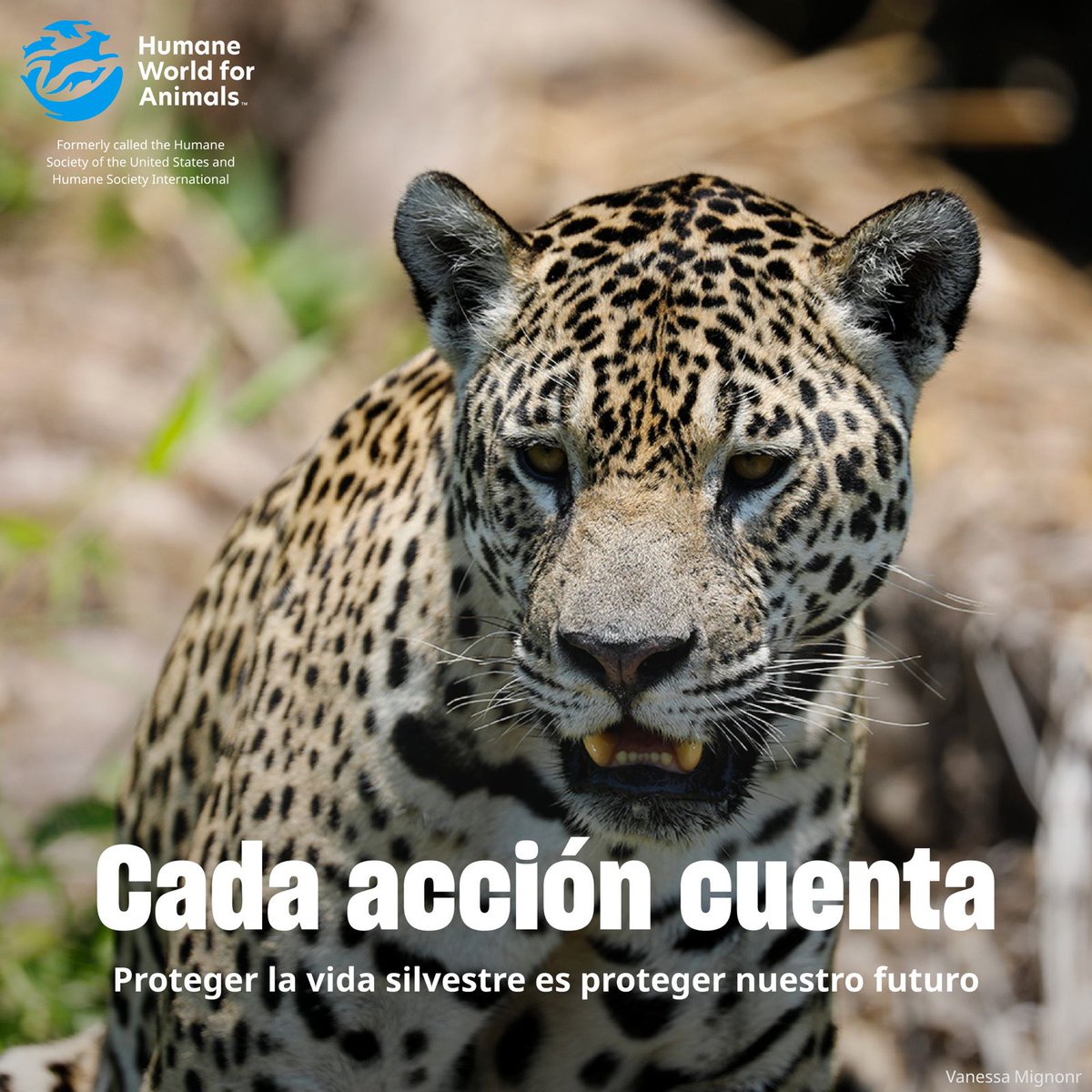 🌍 Este #DíaMundialDeLaVidaSilvestre, recordemos la urgencia de restaurar especies amenazadas y proteger la biodiversidad ante el cambio climático y la actividad humana. ¡Cada acción cuenta! 🐆🌱 #HumaneWorld