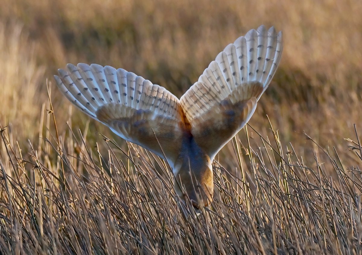 Disappearing Barn Owl! 😮
 It's wings look like a whale tail! 😁😍🦉
 Taken last week on the Somerset Levels. 😊