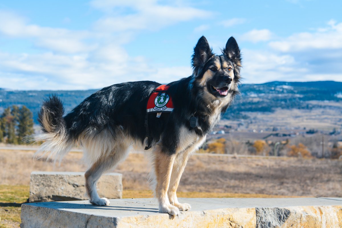 Thank you, Henry, for proving that three legs are more than enough to make a difference.

Today is #TripawdAwarenessDay, and we’re celebrating all the three-legged canines out there - especially our very own therapy dog, Henry! 🐾❤️

📷: Freya G

#tripawdawareness2025