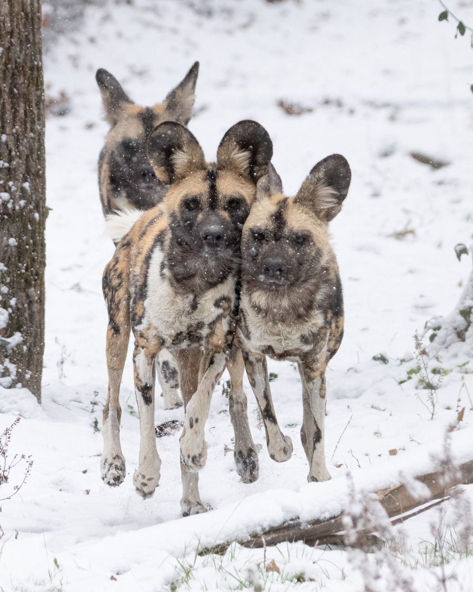 STLWolfCenter's tweet photo. #Africanpainteddogs are deeply devoted to their young, even prioritizing the pups over dominant pack members when it comes to feeding.

If you're passionate about #wildlife, visit our website to discover more facts about the species at the EWC.

https://t.co/58UThofYyj https://t.co/40SuZjNyU6
