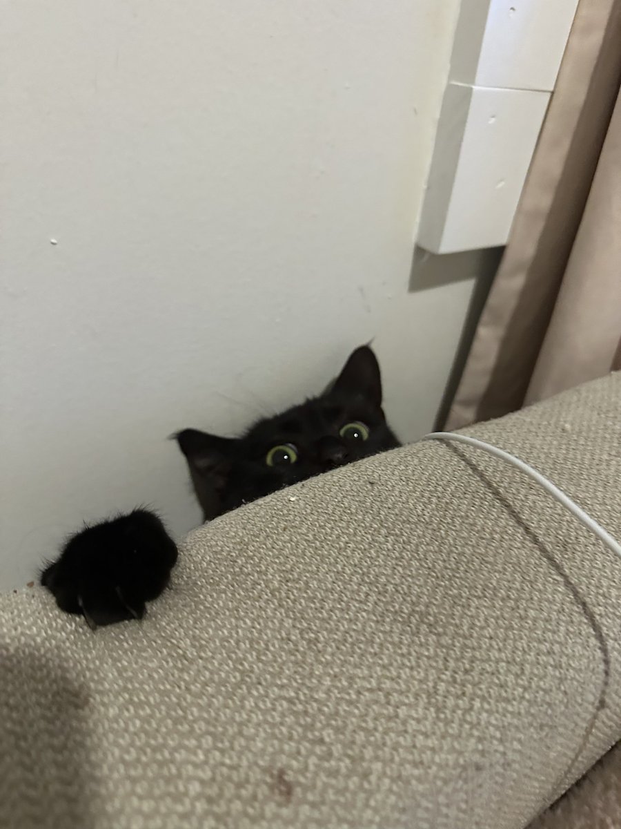 63grussell63's tweet photo. are you joking me alex is literally my kitty kiki im gonna throw up https://t.co/1Ww3rDZiG8