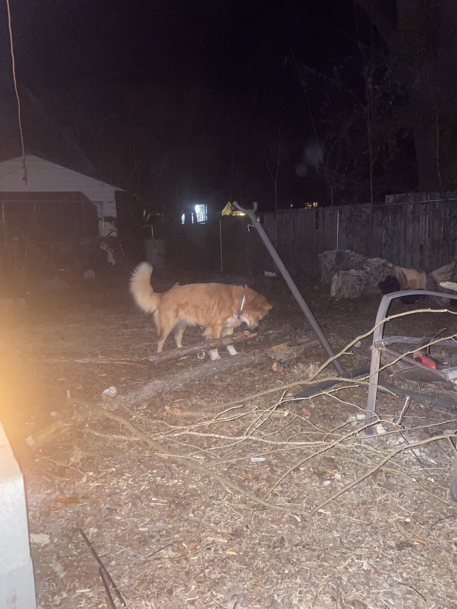Good girl trying to get some wood for the fire.
