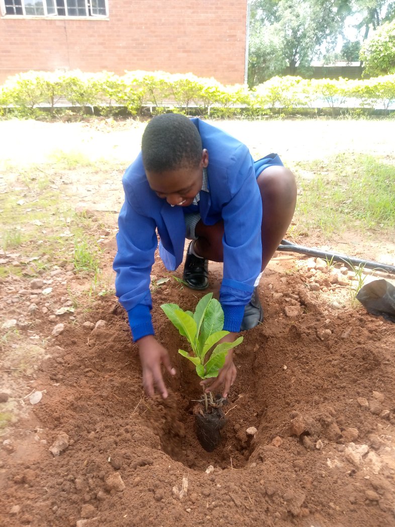TreeKnowers's tweet image. 84 #INDIGENOUS  #trees  planted yesterday at 3 different schools in Highfied. It was wonderful to  see the children participating with excitement and Joy. There are 11 more schools left to go!