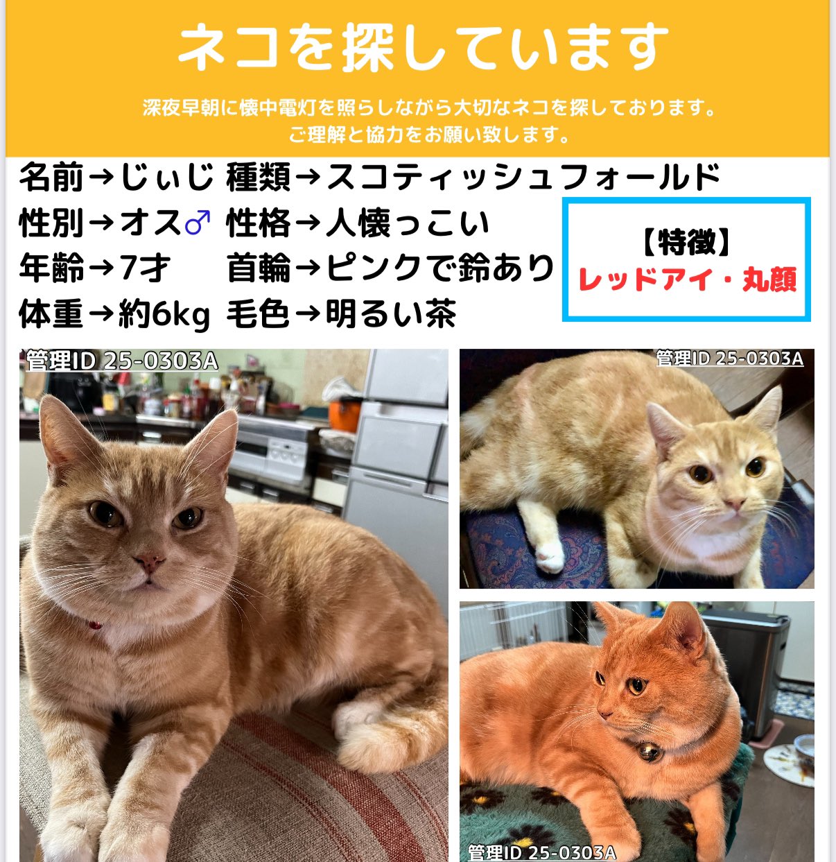 ネコちゃん探偵のプロ#迷子猫ゼロ協会 (@Nekochantantei) / X