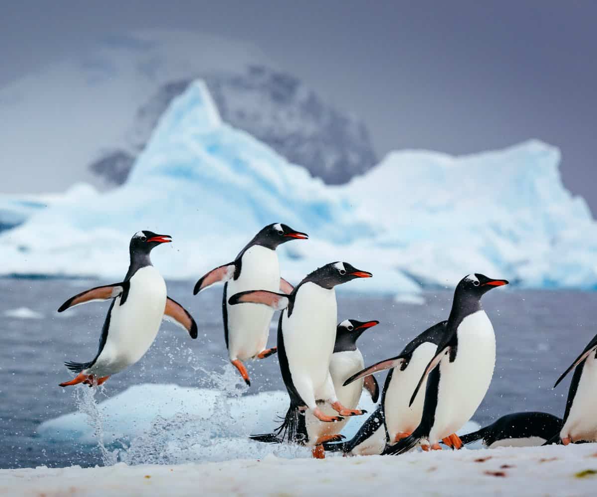 A Luxury Travel Blog (@luxurytravel) on Twitter photo Solo explorations of the Arctic and Antarctic with Quark Expeditions aluxurytravelblog.com/2024/11/11/sol… via <a href="/luxurytravel/">A Luxury Travel Blog</a> Solo explorations of the Arctic and Antarctic with Quark Expeditions aluxurytravelblog.com/2024/11/11/sol… via <a href="/luxurytravel/">A Luxury Travel Blog</a>