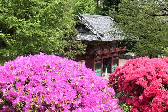 【お知らせ】根津神社にて、「第54回文京つつじまつり」が開催中です。境内のつつじ苑では多くの種類が満開となり、華やかに彩られています。境内のつつじ苑が公開されるのは、まつり期間中のみ（入苑料500円）。まつりは4/30（水）までです。
city.bunkyo.lg.jp/b014/p003947.h…