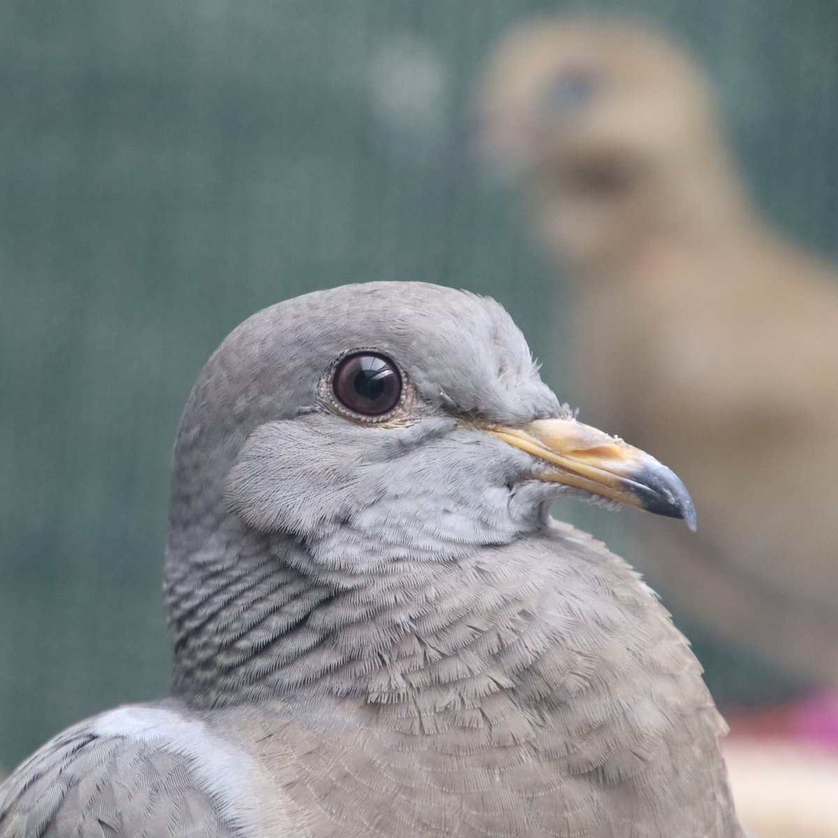 How are you celebrating World Wildlife Day?  The WWCC is getting busy with wildlife affected by the pollution in our oceans after the wildfires, coupled with the orphan wildlife separated from their families. #WWCC