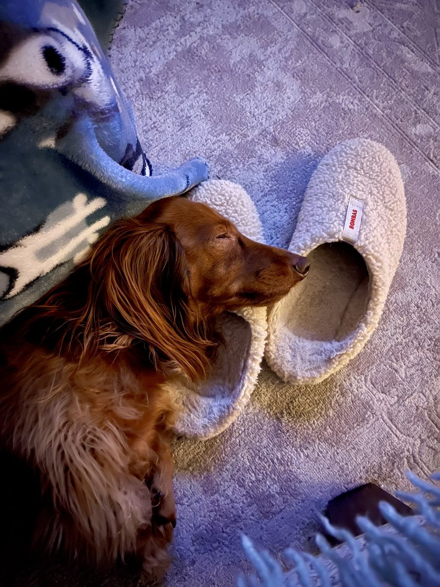 Crook15Sherman's tweet photo. Goodnight friends…sweet dreams 😴💤💤💤 🥰 https://t.co/DcJs6gIf2h