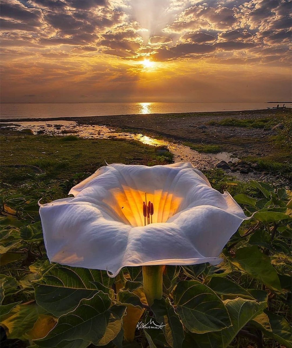 🤍💛🤍gσσ∂ ηιgнт💛🤍💛
         вєαυтιƒυℓ ωєєк
                   🤍💛🤍💛🤍💛
                #nature #GoodDay
