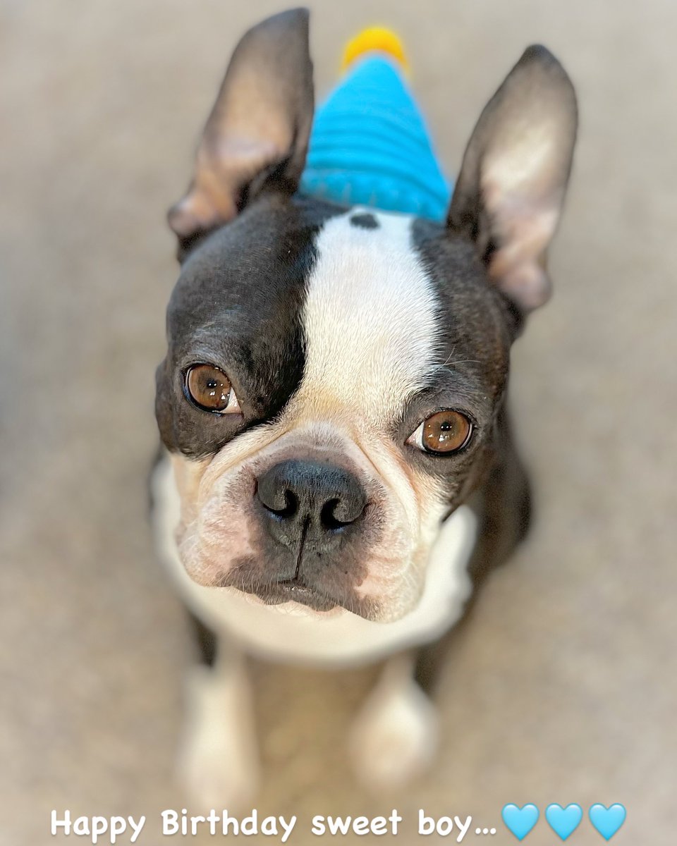 Happy 4th birthday to this sweet boy…🥳🩵🫠
#happybirthday #gummybear #bostonterrier #dogsofX