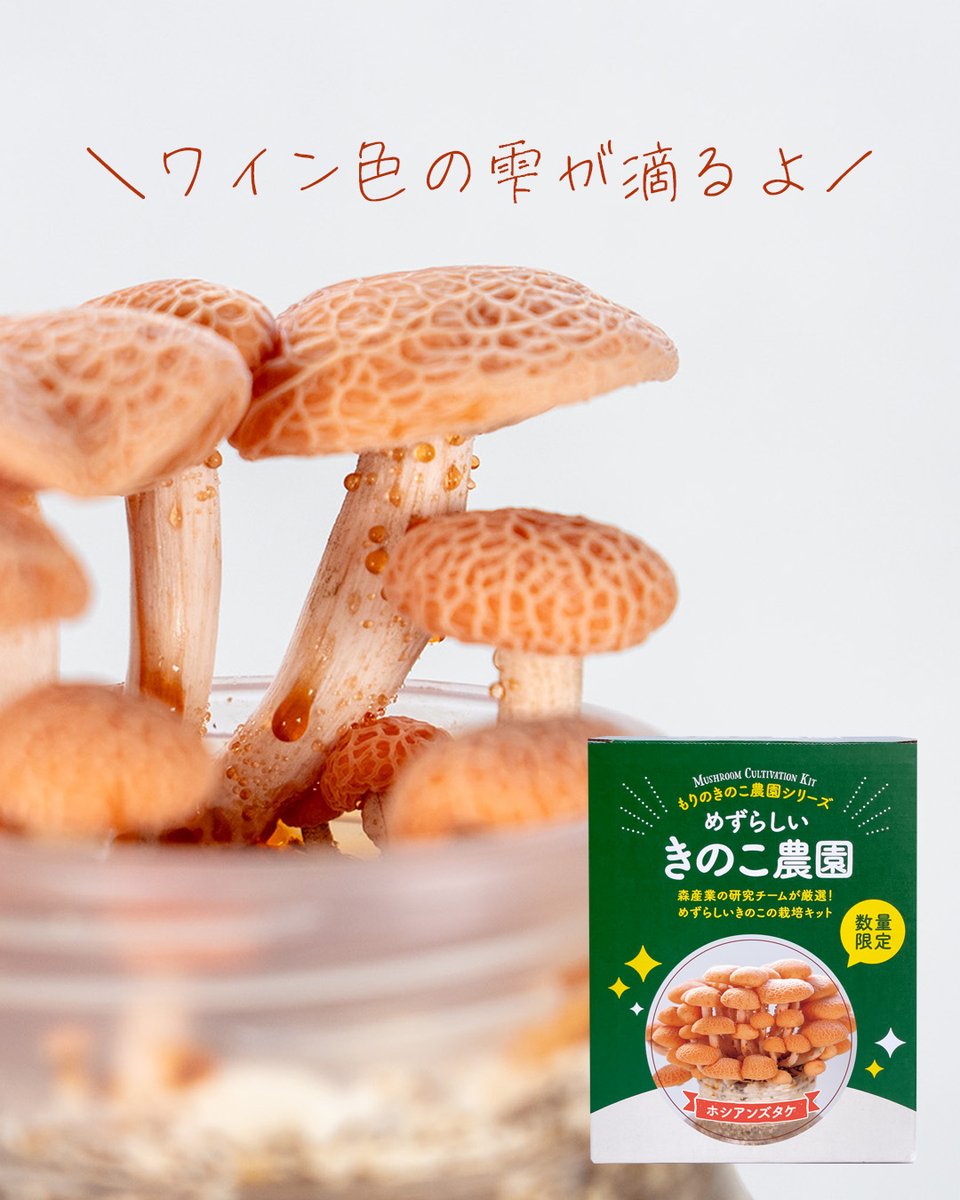 森のきの子様×4 森のきの子様×4 楽天市場】しいたけ菌床 森のの