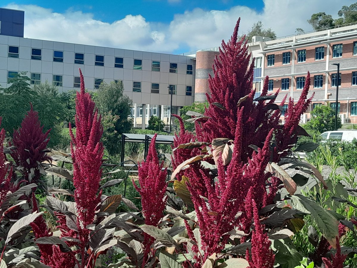 What are these extraordinary glowing crimson plumes of flowers that have appeared in the ANU community kitchen garden? <a href="/ourANU/">ourANU</a>