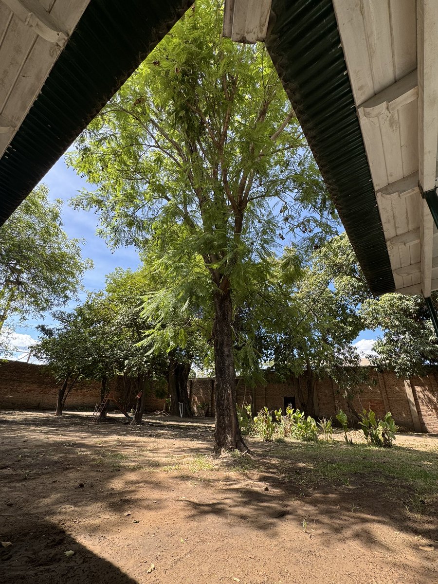 elguisodebagre's tweet photo. Este árbol, jacaranda,  nació el mismo año que mi hija más grande, las vengo cuidando a ambas hace 16 años. https://t.co/jaab5Bm9Gy