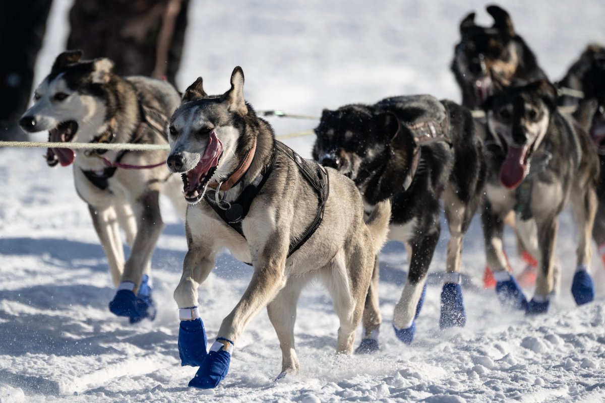A rare Iditarod restart in Fairbanks draws enthusiastic crowds for "NASCAR with dogs." adn.com/outdoors-adven…