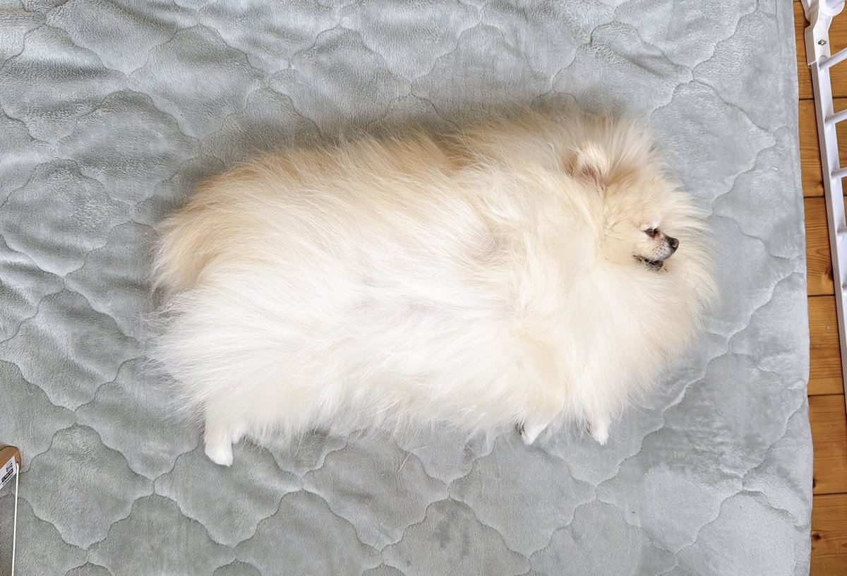 daihukuchaaaaan's tweet image. どうしてうちの子はずんぐりむっくりなんだろ