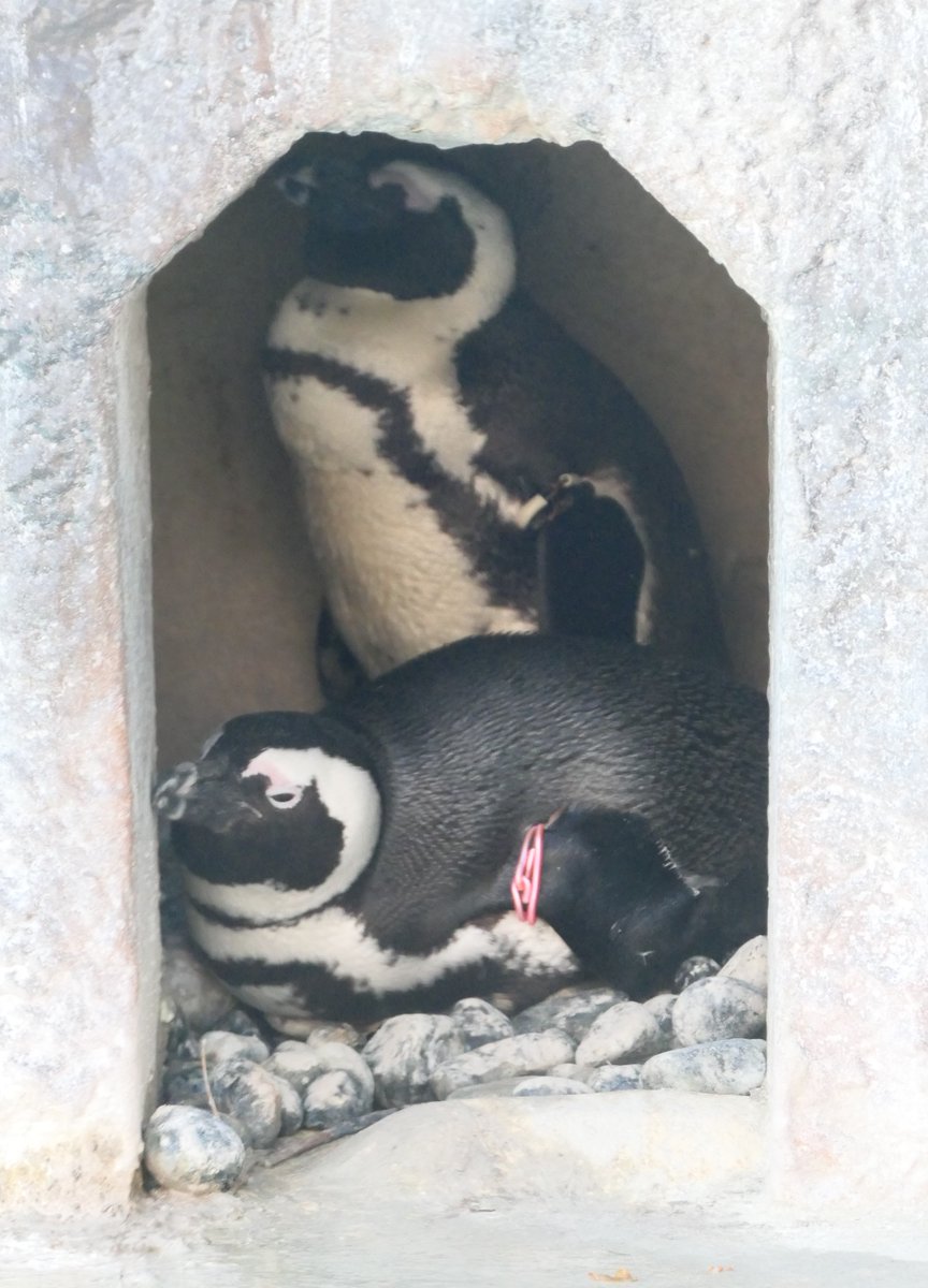 抱卵中の #ケープペンギン たちです。 1羽が卵を抱いて、もう1羽が入口