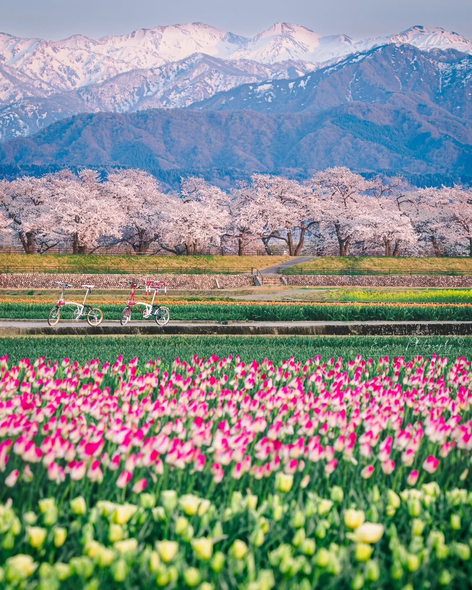 This is cherry blossom season in Toyama 🌸

For 2 weeks only, see sakura, tulips, and canola flowers bloom together against the snow-capped Northern Alps. It’s the perfect place for a Hanami picnic! 🍱

📍Asahi Funagawa Spring Quartet

📷_____mimosa.619_____

#ToyamaTrip