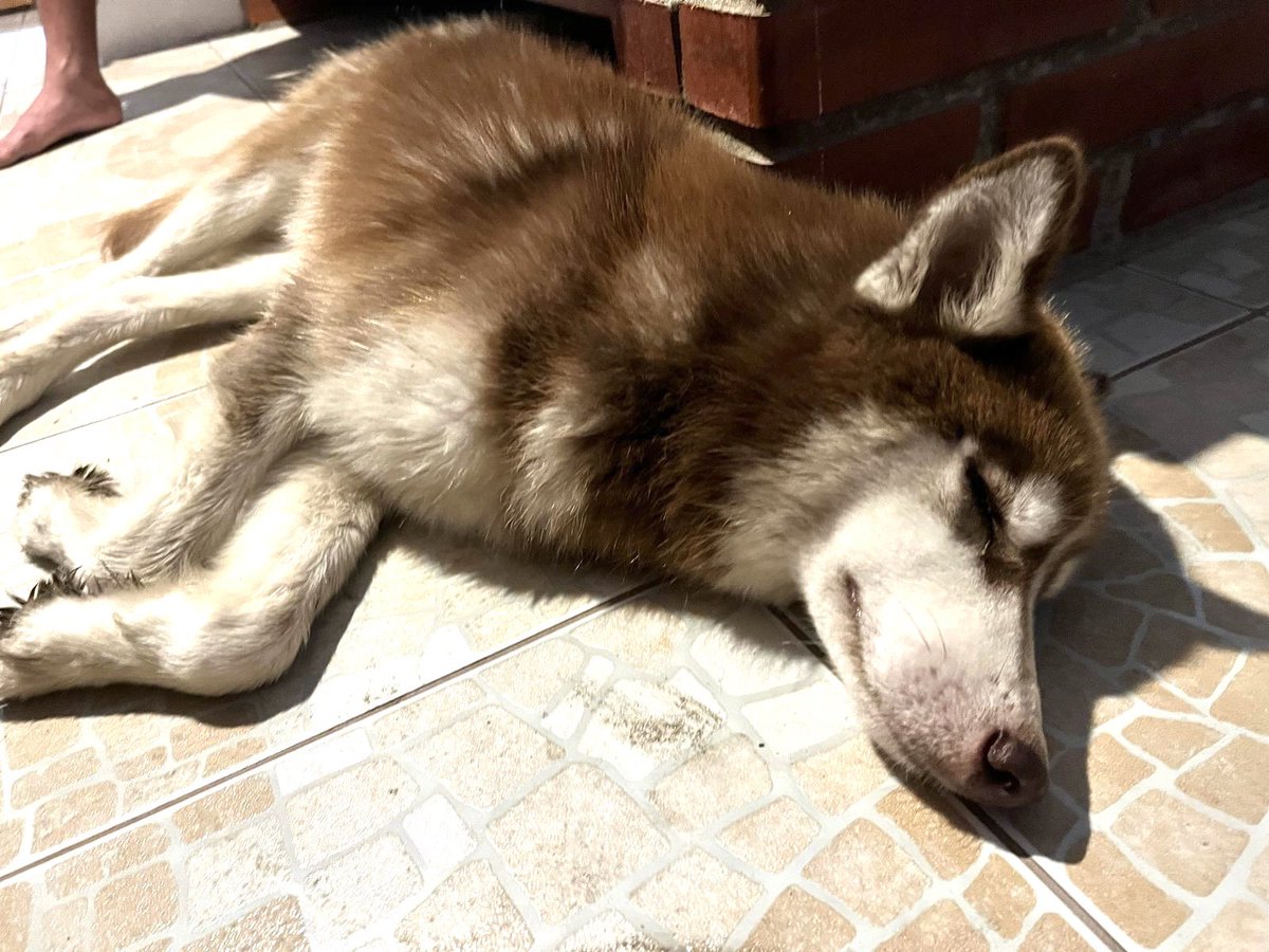 MechePesantes's tweet image. ¡Hola chicos! Les cuento que mi hermano encontró este Husky macho en General Villamil Playas. Está bien cuidado pero muy cansado por haber caminado mucho tiempo bajo el sol, creemos que está perdido. Ayúdenme difundiendo por favor🙏🏻