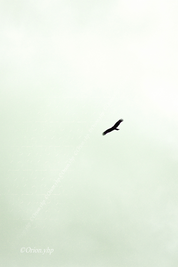 yhp18_ot's tweet image. 春花と鳥
