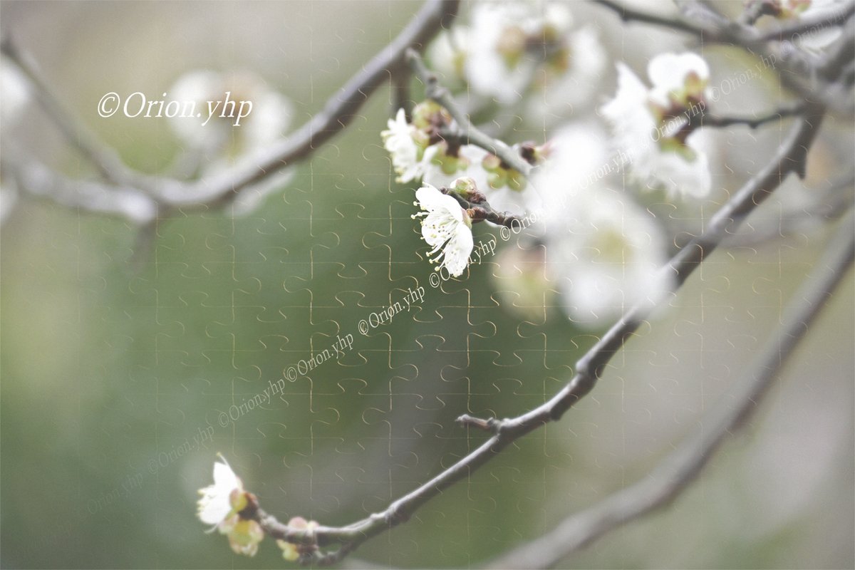 yhp18_ot's tweet image. 春花と鳥