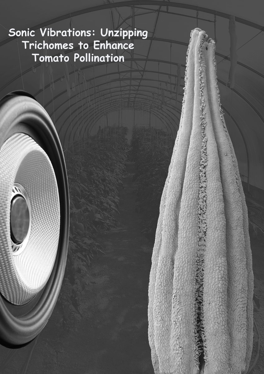 EELaboratory's tweet image. Sonic-induced cellular vibrations unzip intertwined anther cone trichomes to trigger floral self-pollination and boost tomato fruit size - an phytacoustics innovation by @EELaboratory from @westsyduhie funded by @FFSCRC and Perfection Fresh Australia
academic.oup.com/hr/article/doi…