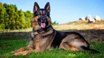 Riyazuddin555's tweet photo. @GCMohanTSPolice Heroic German Shepherd Bentho sacrifices his life to save his owner from a tiger attack https://t.co/xzfAizg2xU