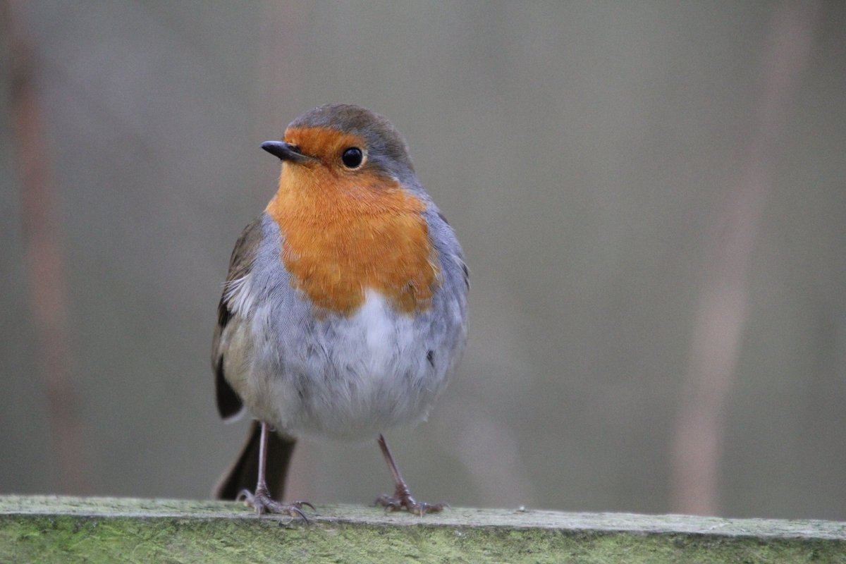 nicola horner (the shy photographer 📸) tweet media