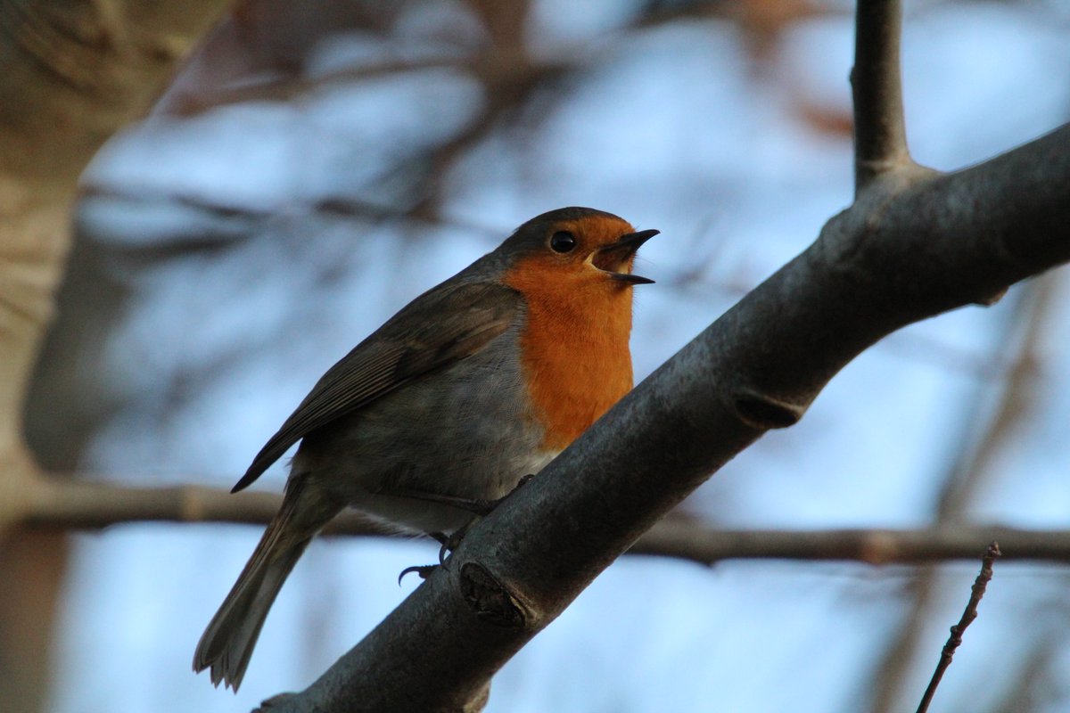nicola horner (the shy photographer ๐ธ) (@nicolahorner1) on Twitter photo Good morning <a href="/AnthonySHead/">Anthony Stewart Head ๐</a> thought you might like to see some photos of my favourite bird. The beautiful Robin spotted a wren the other day, but it was kinda shy like me and didn't stay for its photo taking. i will keep trying to get a shot of one for you. Have a lovely day x Good morning <a href="/AnthonySHead/">Anthony Stewart Head ๐</a> thought you might like to see some photos of my favourite bird. The beautiful Robin spotted a wren the other day, but it was kinda shy like me and didn't stay for its photo taking. i will keep trying to get a shot of one for you. Have a lovely day x