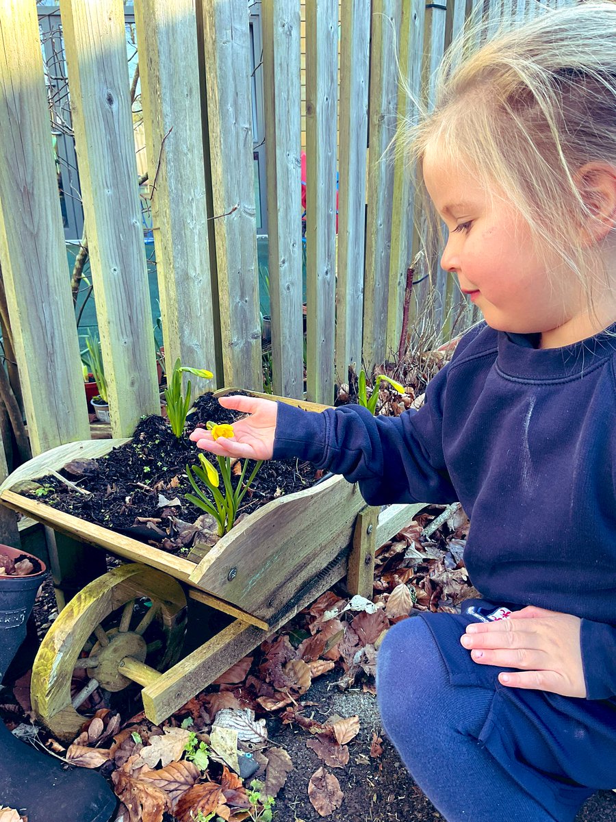 What a joy to see the daffodil bulbs we planted in the Autumn coming to life! Spring is here! 😊🌼 #MonktonKindergarten