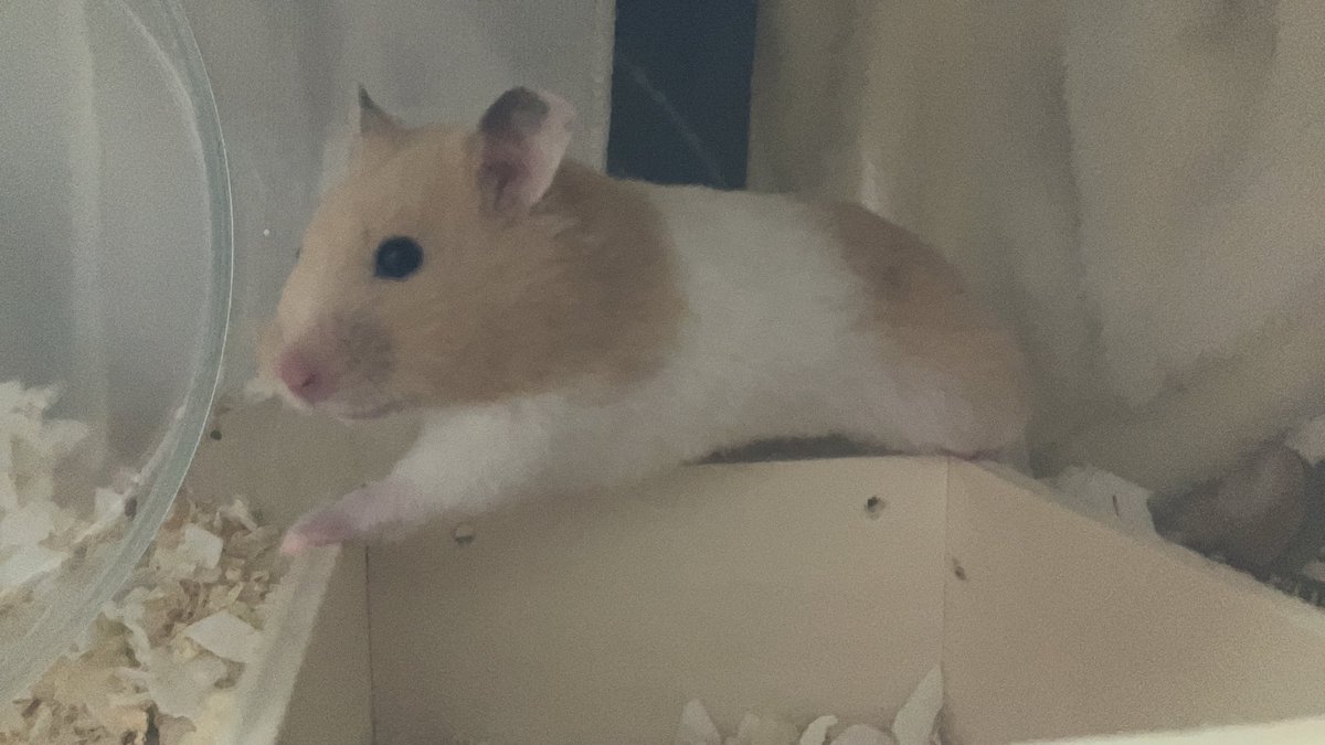 ちょっと忙しくてツイートできなかったけど、もちもきなこも元気です♡