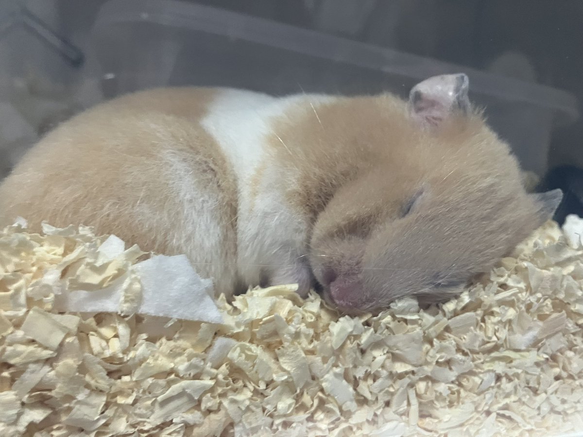 顔ぺちゃんこすぎ