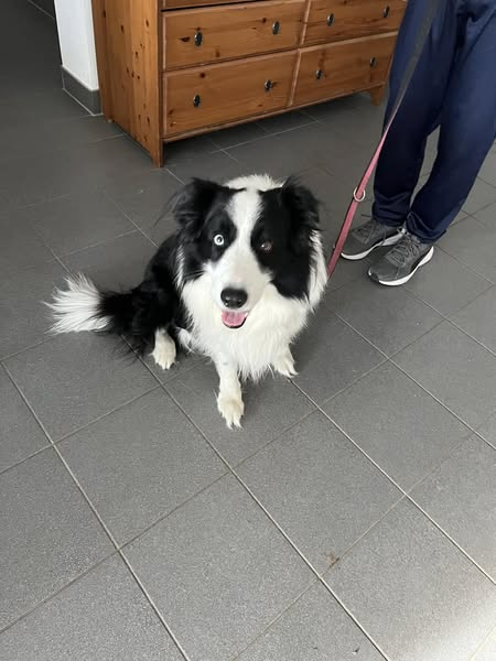 yolandaschultes's tweet image. Wer kennt ihn oder weiss wohin er gehört? 
Tierschutzverein Regensburg
Anscheinend werde ich nicht vermisst 
Ich bin ein Bub , gefunden auf einen Landstraße nähe Hagenau(Regenstauf).
Bin leider nicht gechippt .
Bin in Tierheim Regensburg
Tel 0941 85271