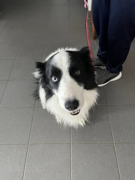 yolandaschultes's tweet image. Wer kennt ihn oder weiss wohin er gehört? 
Tierschutzverein Regensburg
Anscheinend werde ich nicht vermisst 
Ich bin ein Bub , gefunden auf einen Landstraße nähe Hagenau(Regenstauf).
Bin leider nicht gechippt .
Bin in Tierheim Regensburg
Tel 0941 85271