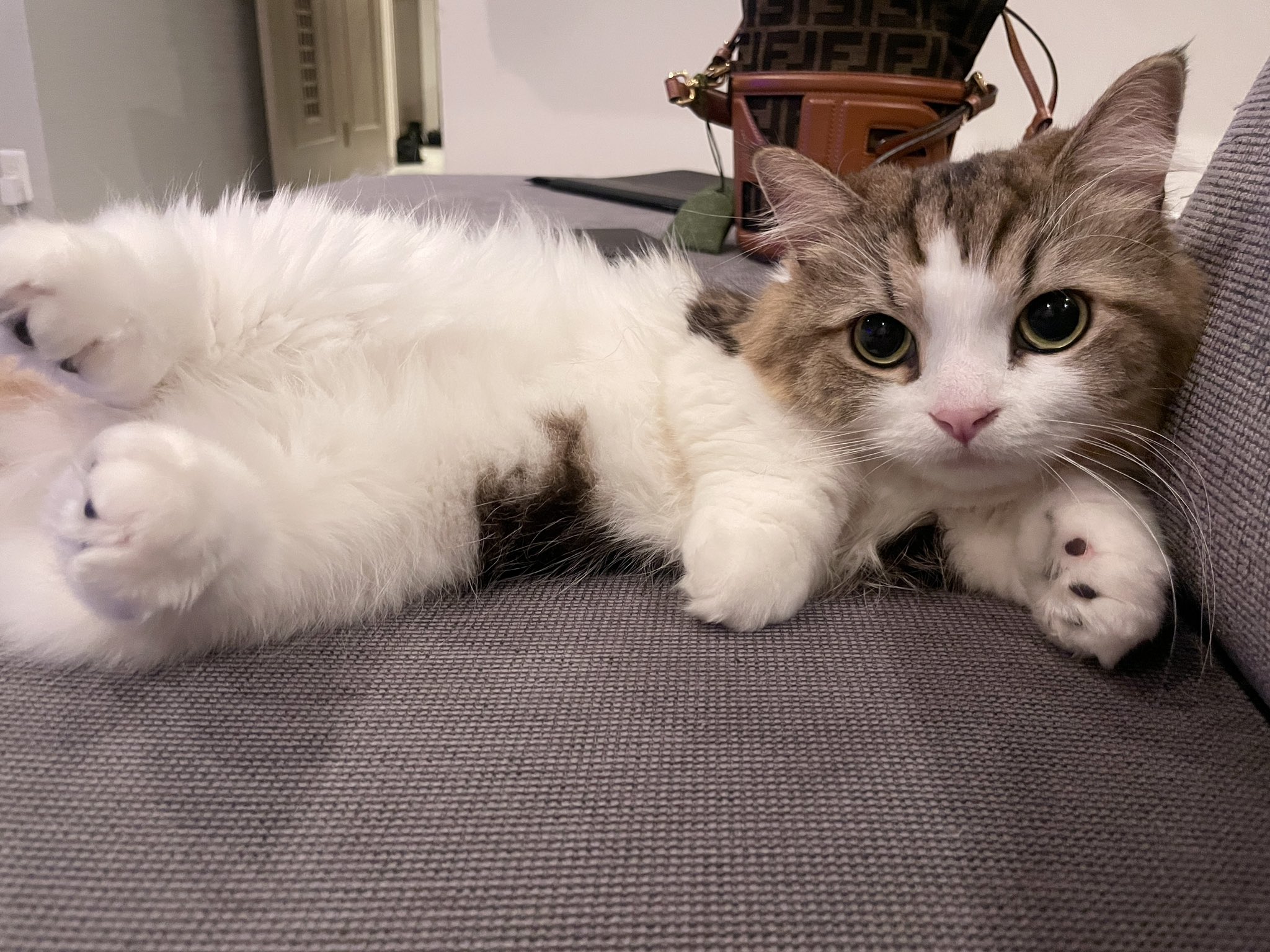 ゆ*ら様 コヤンイサムチョン♡お昼寝三毛猫テディちゃんの大人可愛いゼブラのサコッ ゆ*ら様 コヤンイサムチョンお昼寝三毛猫テディちゃんの大人