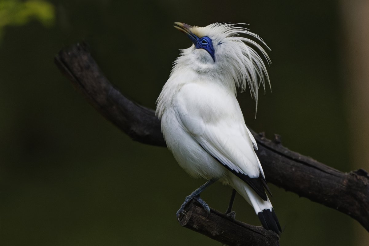 David Wright tweet media