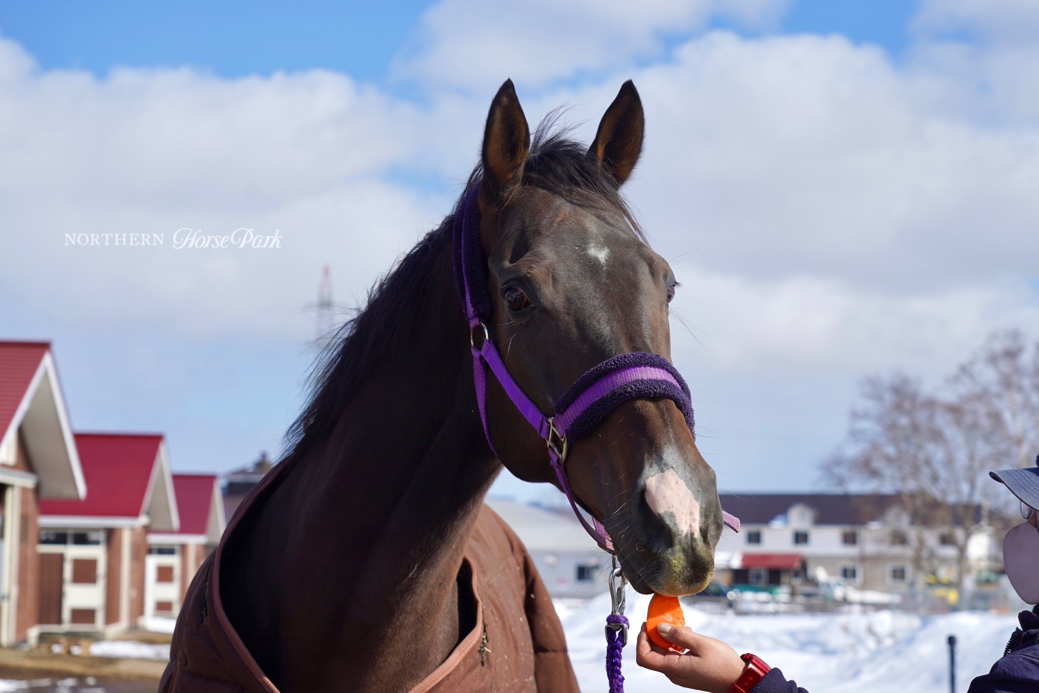オルフェーヴル たてがみ ノーザンホースパーク 福袋 馬福