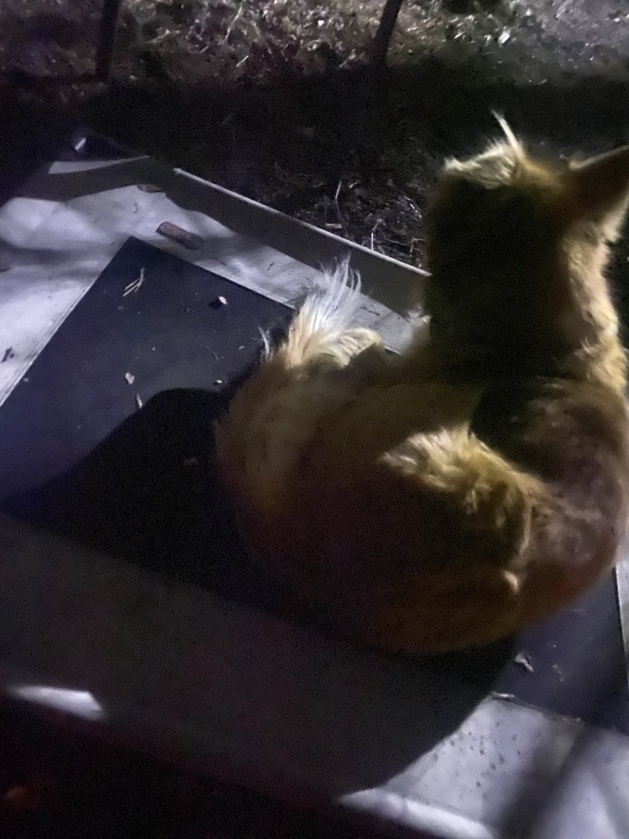 Tala living that cot by the fire life.