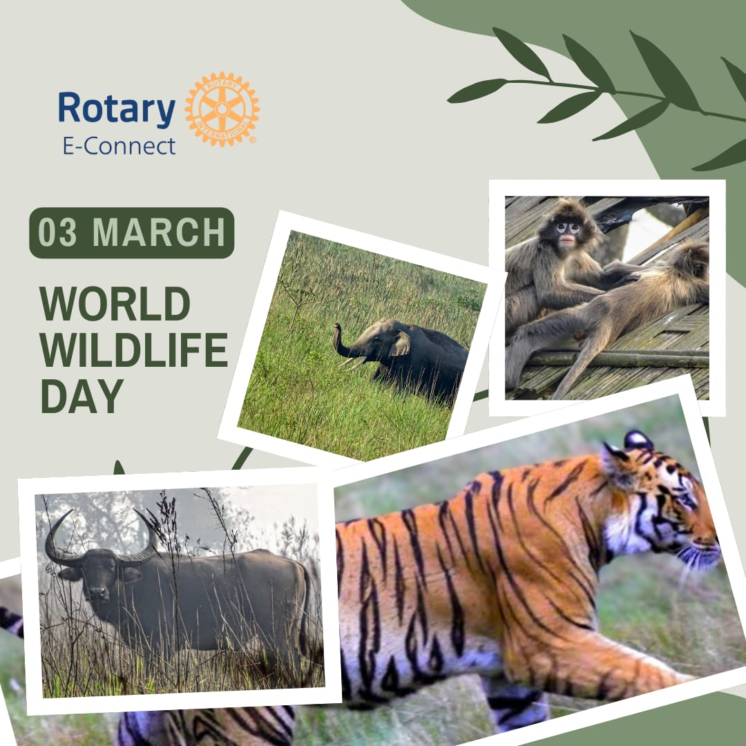 Very proud of the work done by Rotary E Connect to celebrate World Wildlife Day. 

#wildearth #wildlifeday #WildlifeConservation #wildlifephotography